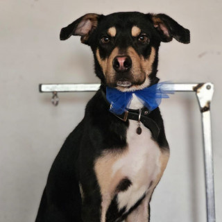Foto de REX
