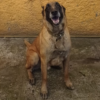 DUQUE | Raza Pastor Belga Maliniois | Perdido