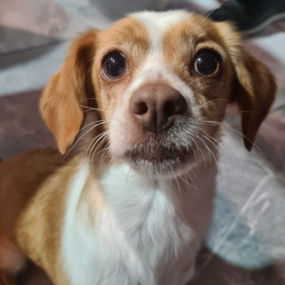 SIMONA | Raza Mestiza, cruza de Chihuahua | Perdida