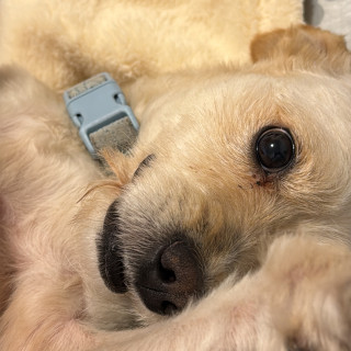 MILO | Raza Mestizo, cruza de Maltés | Perdido