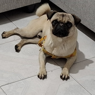 CHATO | Raza Pug o Carlin | Perdido