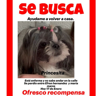 PRINCESITA | Raza Shih Tzu  | Final Feliz