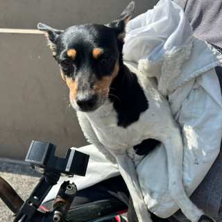  | Raza Fox Terrier de Pelo Liso | Final Feliz