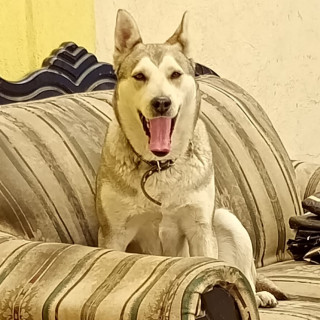KIRA | Raza Mestiza, cruza de Husky con Pastor Belga Malinois | Perdida