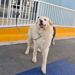 POLO | Raza Mestizo, Cruza De Labrador Con Husky | Perdido