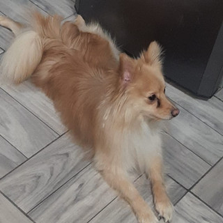 GORDITO | Raza Pomerania | Perdido