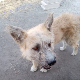ZEUS | Raza Mestizo | Perdido