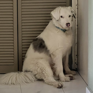 Foto de BOB (SORDO Y DÉBIL VISUAL)