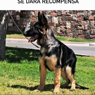MÁXIMO | Raza Pastor Alemán | Perdido