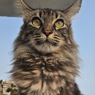 DIANA | Raza Maine Coon | Final Feliz