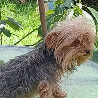 CHACHITA O LÚ | Raza Yorkshire Terrier (Yorkie) | Perdida