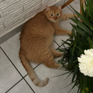 OMALI | Raza Doméstico Américano de Pelo Corto | Perdido