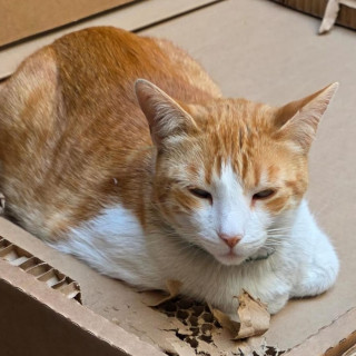 JACK | Raza Doméstico Américano de Pelo Corto | Perdido