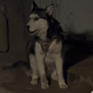 ROCKY | Raza Husky Siberiano | Perdido