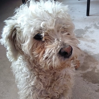 PELUCHÍN | Raza Mestizo, cruza de French Poodle | Perdido