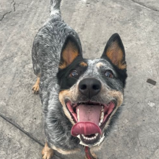 BLUE | Raza Ganadero Australiano Blue Heeler  | Perdida