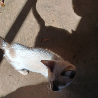 LATIOS | Raza Snowshoes | Perdido