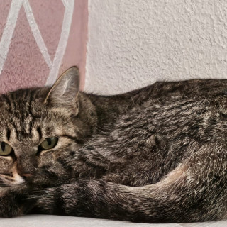SASHA | Raza Doméstico Américano de Pelo Corto | En Adopción