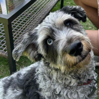 REY | Raza Mestiza, cruza de Schnauzer con Poodle,  (Schnoodle) | Final Feliz