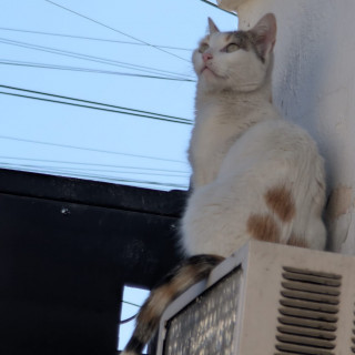 BLANCA | Raza Calicó de pelo corto | Perdida