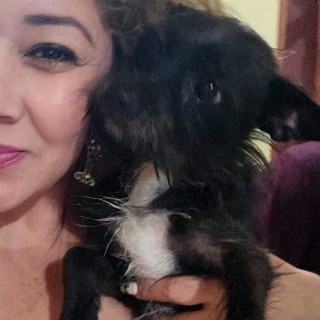 LILA | Raza Mestiza, cruza de Chihuahua con Schnauzer,  (Chizer) | Perdida
