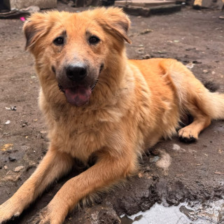 Foto de OSITA