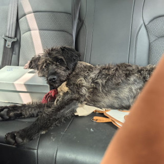  | Raza Mestizo, cruza de Schnauzer | Encontrado