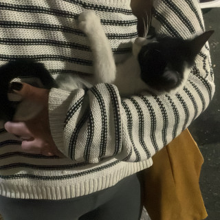 DONNIE | Raza Doméstico Américano de Pelo Corto | En Adopción