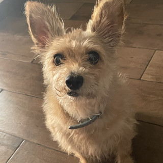 SKY | Raza Cairn Terrier  | Final Feliz