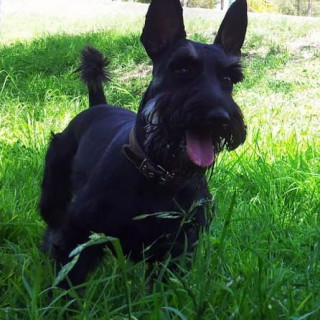 TERRY | Raza Terrier Escocés o Scottish Terrier | Perdido