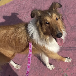 Foto de LASSIE