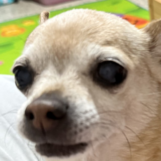 CRAZY | Raza Chihuahua | Perdida