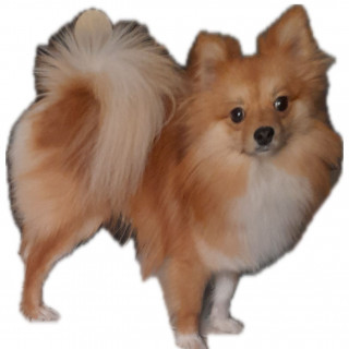 OSO | Raza Pomerania | Perdido