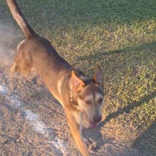 CHOCOLATE | Raza Mestizo, cruza de Husky Siberiano | Perdido