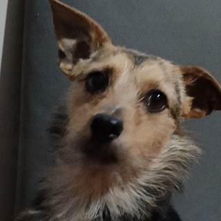 DUKE | Raza Mestizo, cruza de Chihuahua con Yorkshire Terrier  (Yorkie) | Perdido