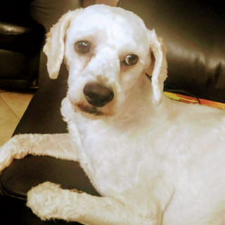 CURLY | Raza French Poodle o Caniche | Perdido