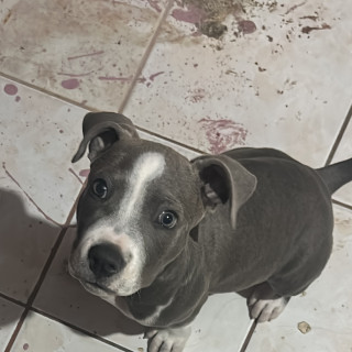 DOBY | Raza American Pitbull Terrier | Final Feliz