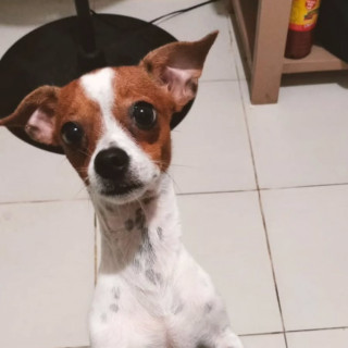 TEDDY | Raza Chihuahua | Final Feliz