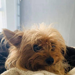 SOFÍA | Raza Yorkshire Terrier (Yorkie) | Perdida