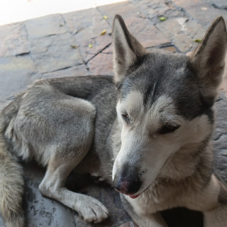 Foto de HERMOSA PELUDITA