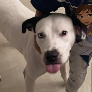 MARSHALL | Raza American Pitbull Terrier | Perdido