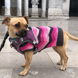  | Raza Mestiza, cruza de Pug con Chihuahua | Encontrada