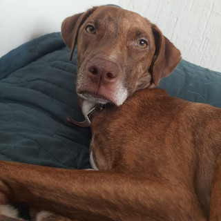 MAYA | Raza Mestiza, cruza de Labrador con American Pitbull Terrier | Final Feliz