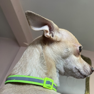 TATIANA | Raza Chihuahua | Perdida