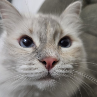 ESNORQUITA | Raza Balinés punto tabby | Perdida