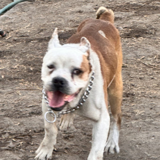  | Raza Mestizo, cruza de Bóxer con Bulldog Americano | Encontrado