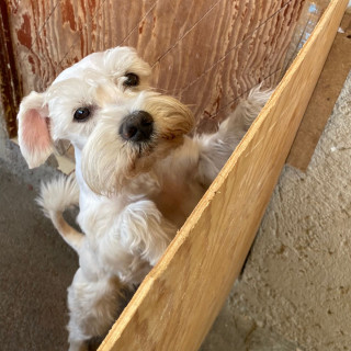 ROLLIS | Raza Schnauzer | Perdido