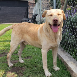  | Raza Labrador  | Encontrado