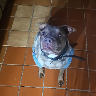 DUVEL | Raza American Pitbull Terrier | Perdido