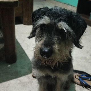 ROCKY | Raza Mestizo,  cruza de Schnauzer | Perdido